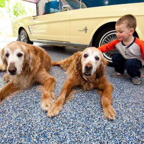 Two golden retrievers lying on a blue carpet beside a young boy petting one dog, with a vintage car in the background