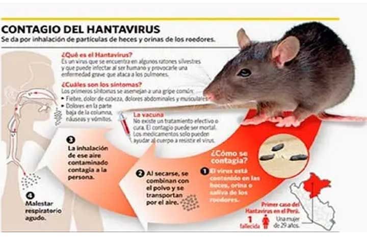 Una foto de una rata que dice contagio del hantavirus
