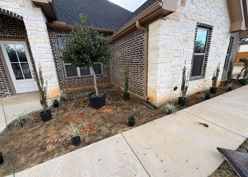 Front yard landscaping with young plants, a small tree in a pot, and a concrete walkway beside a house