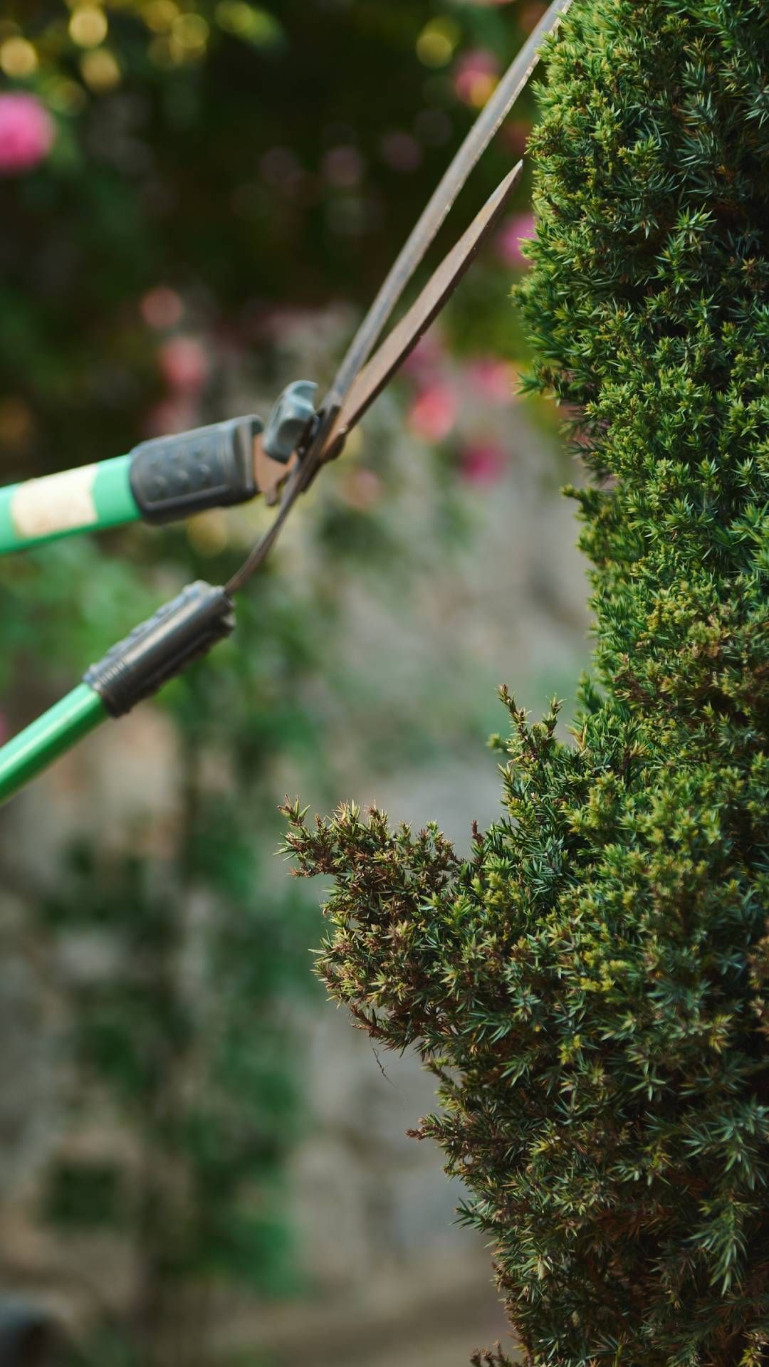 Hedge shears cutting a green evergreen bush, outdoors.