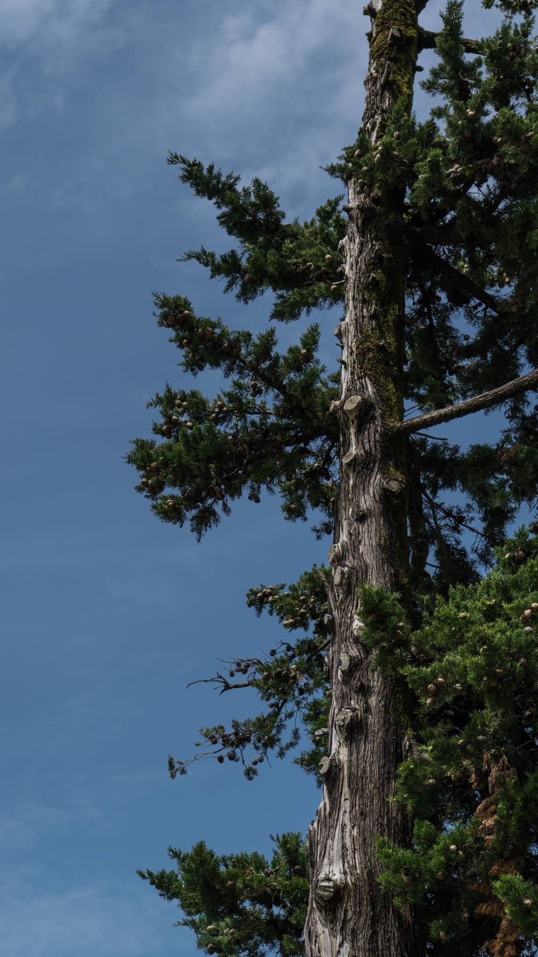 Tall tree with green foliage against a blue sky.
