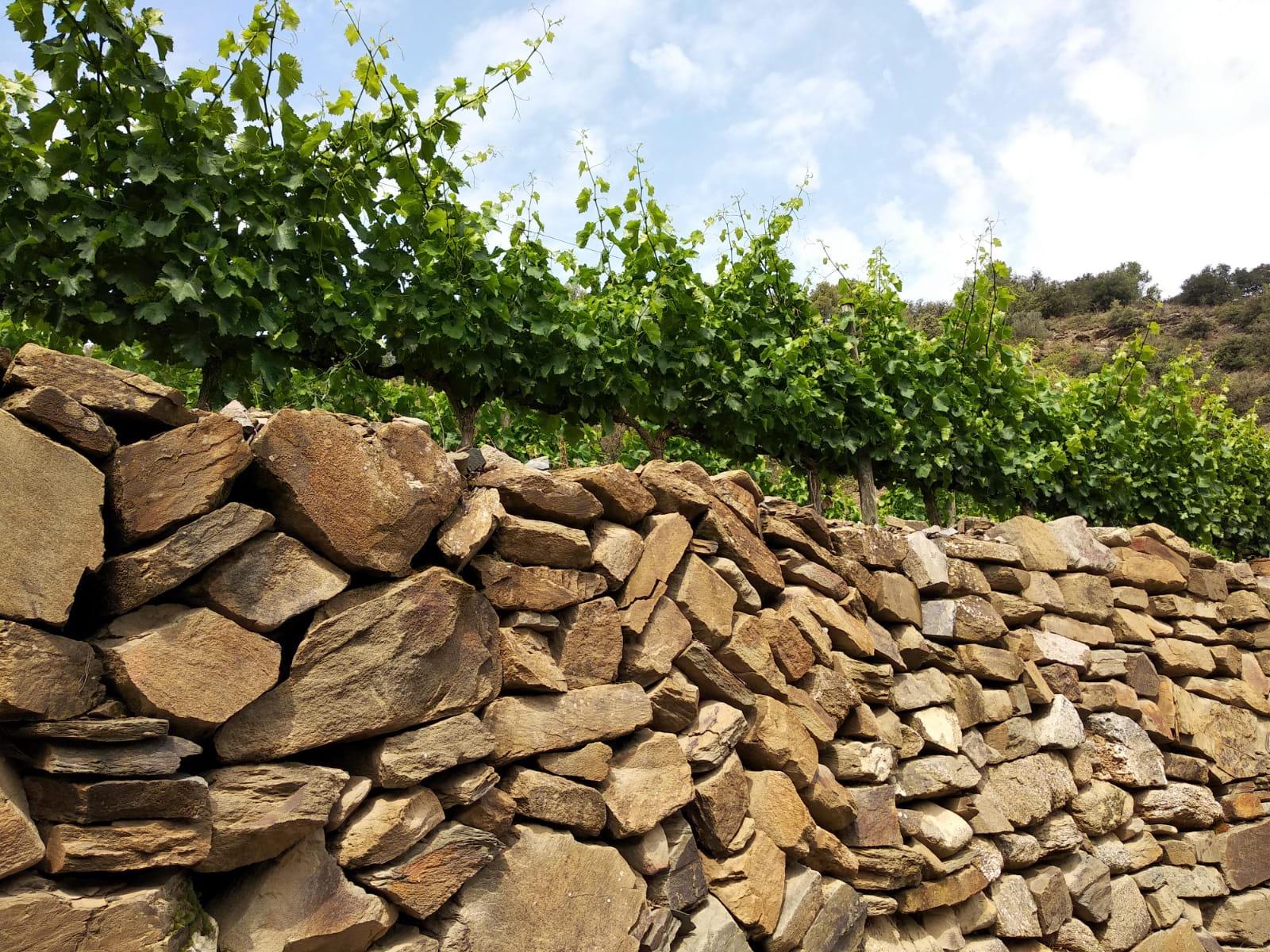 Steinmauer in Weinberg im Priorat