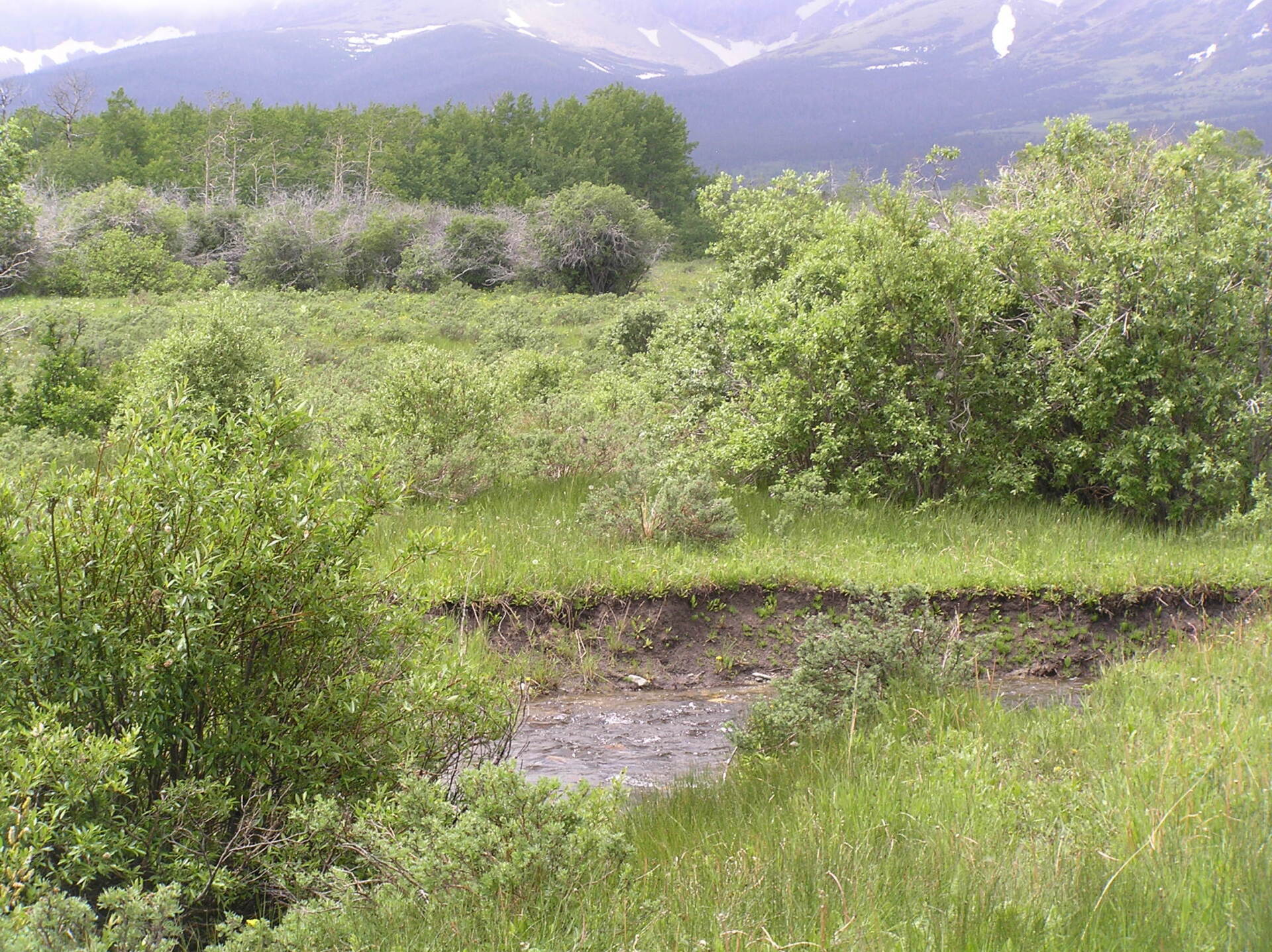 Grassy wetland with shrubs and a small stream, backed by mountains under a cloudy sky