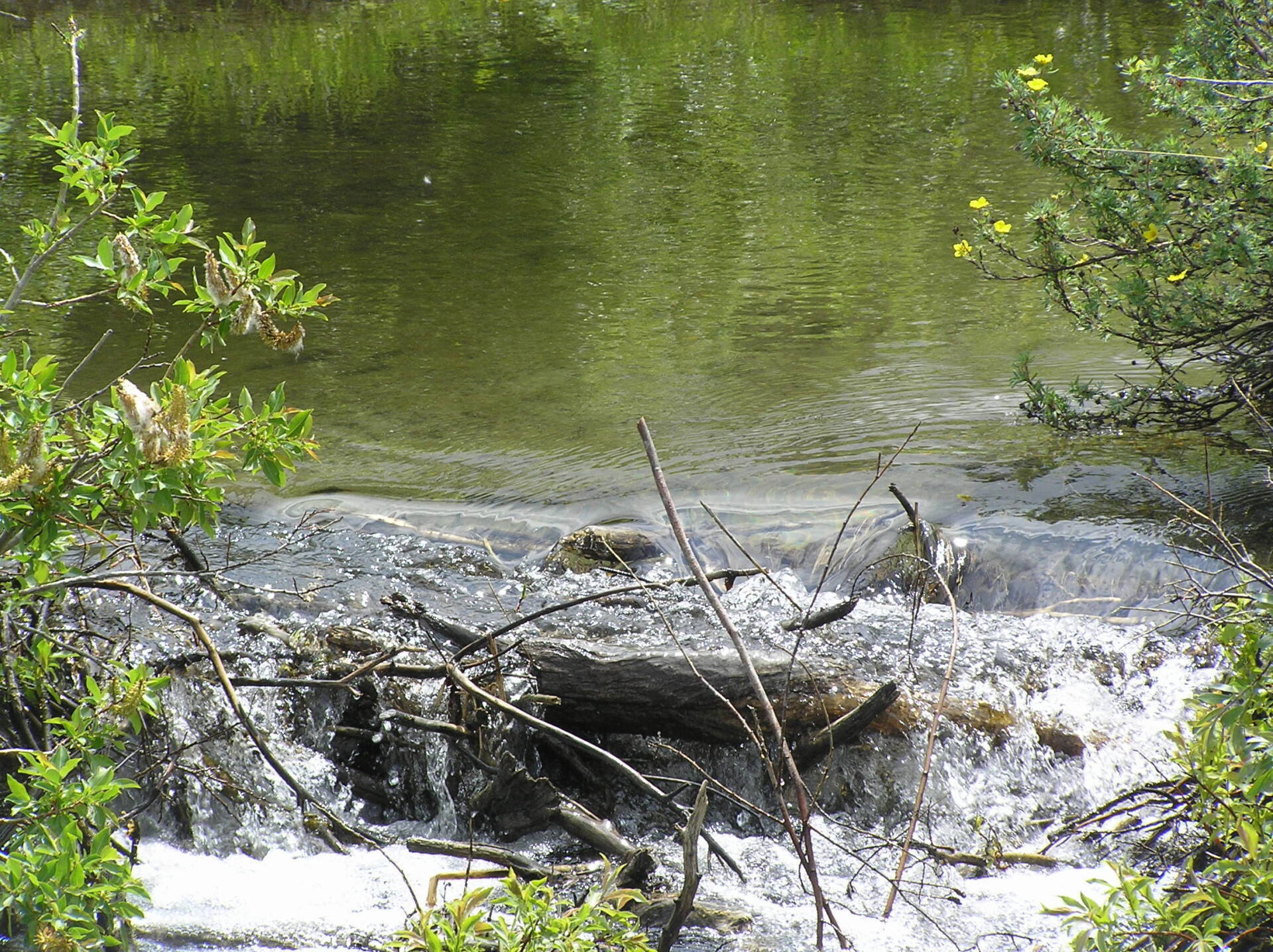 Small stream with water flowing over rocks and branches, surrounded by green foliage