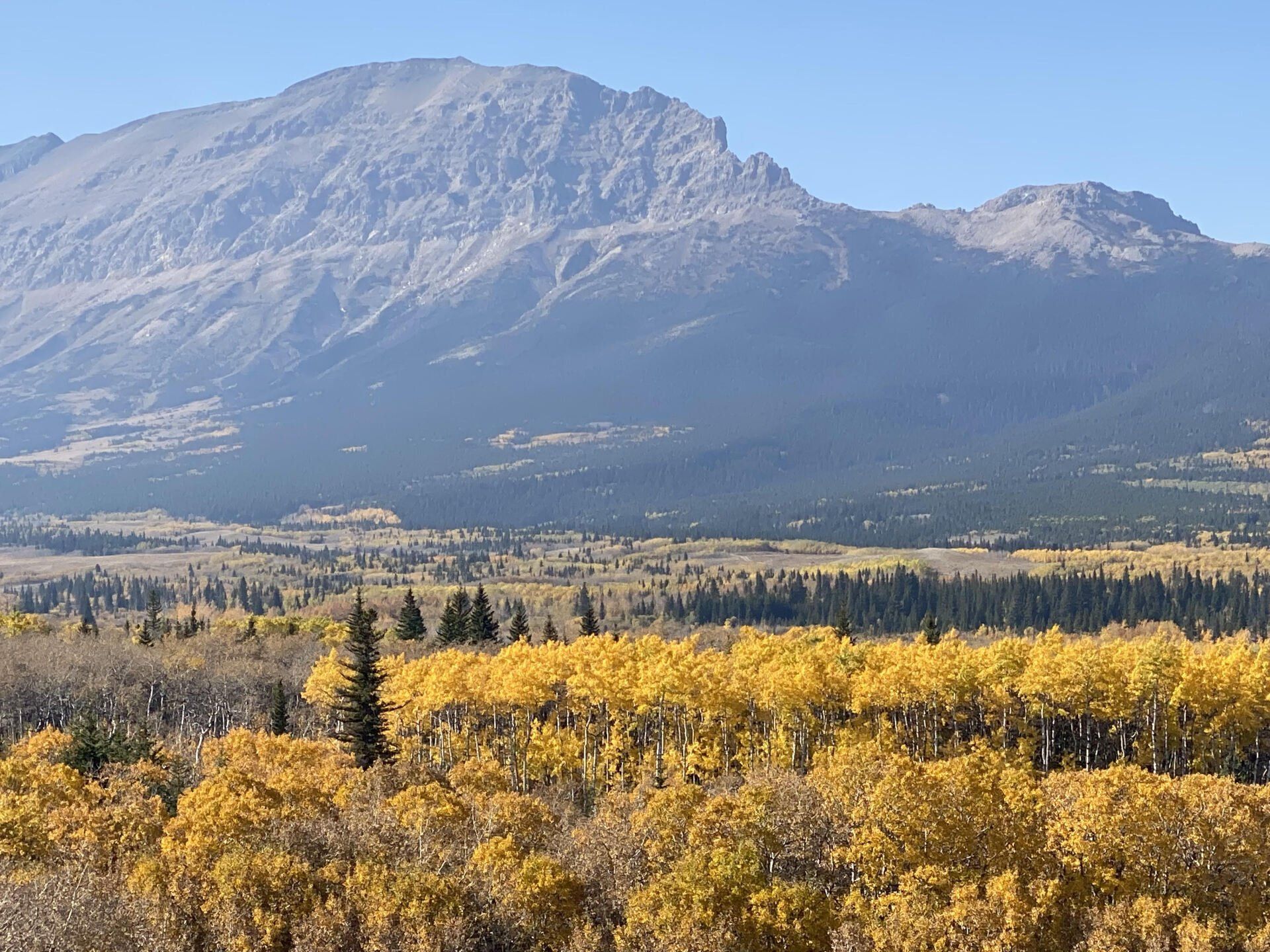 Mountain range above yellow autumn trees under a clear blue sky