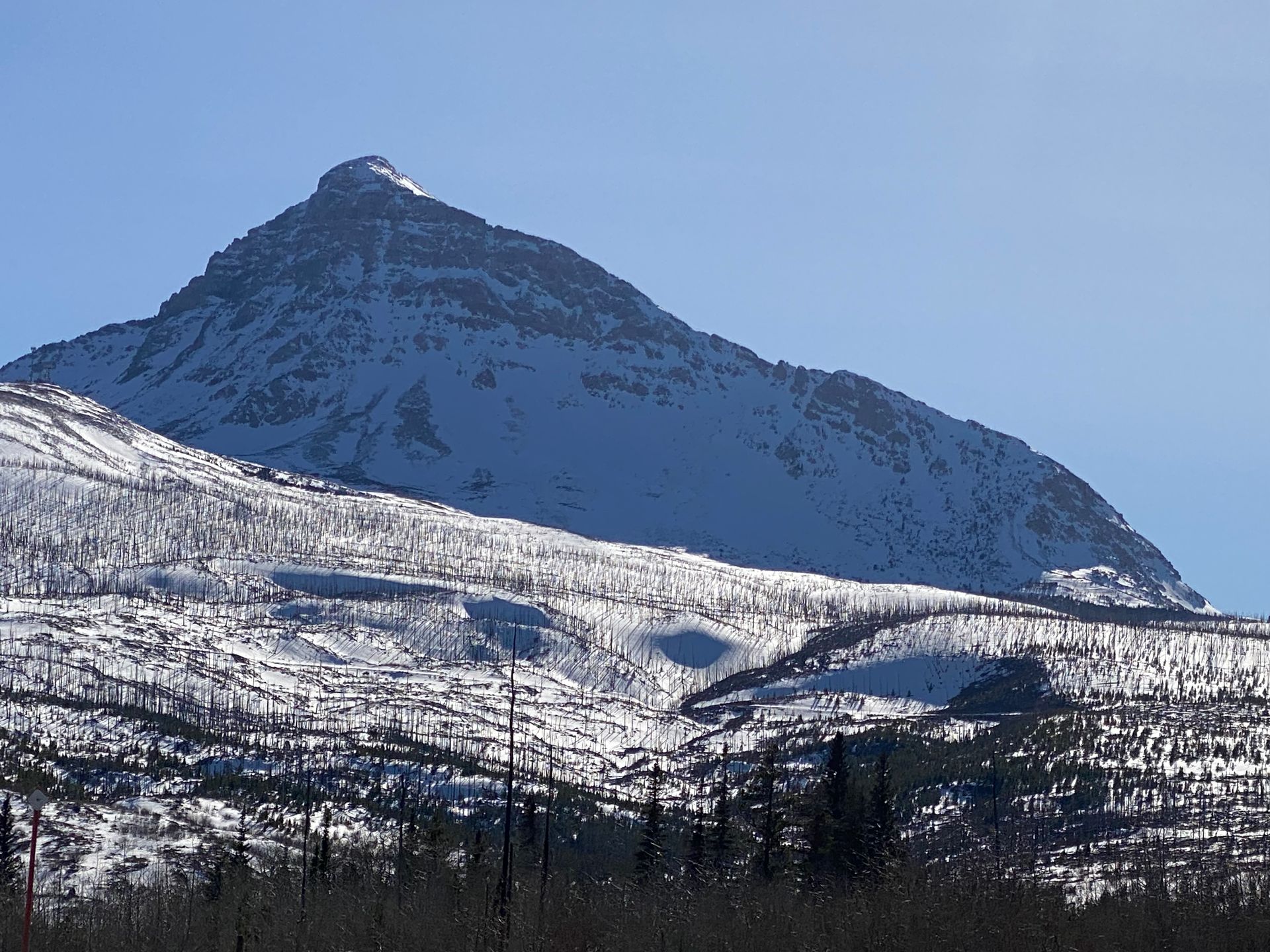 Snow-covered mountain under a clear blue sky, with dark trees along the foreground.