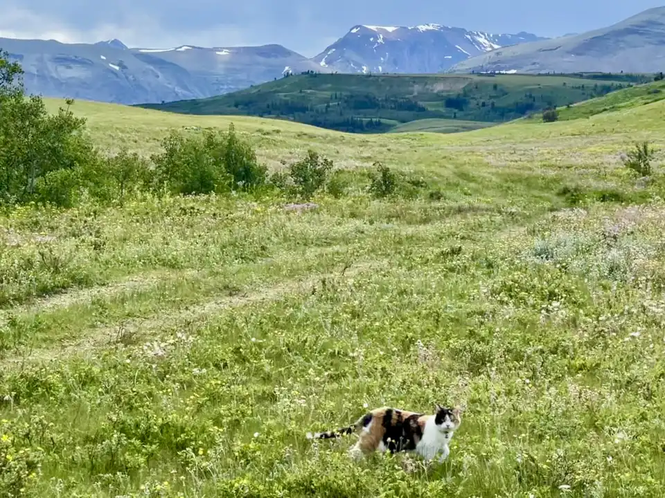 Dog lying in green meadow with mountains and blue sky in the background