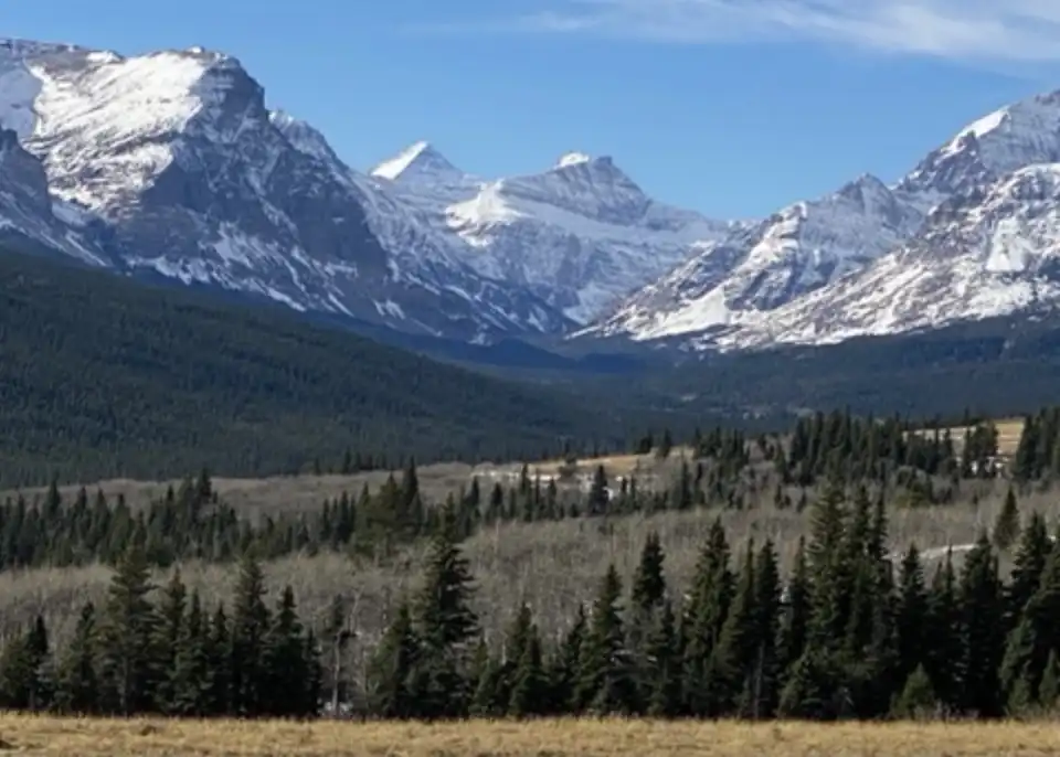 Snowy mountain peaks above a pine forest and open meadow under a clear blue sky