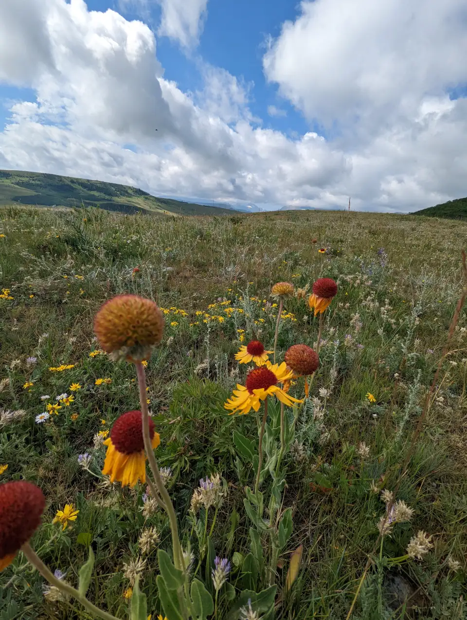Wildflowers in a grassy meadow under a cloudy sky, with hills in the background.