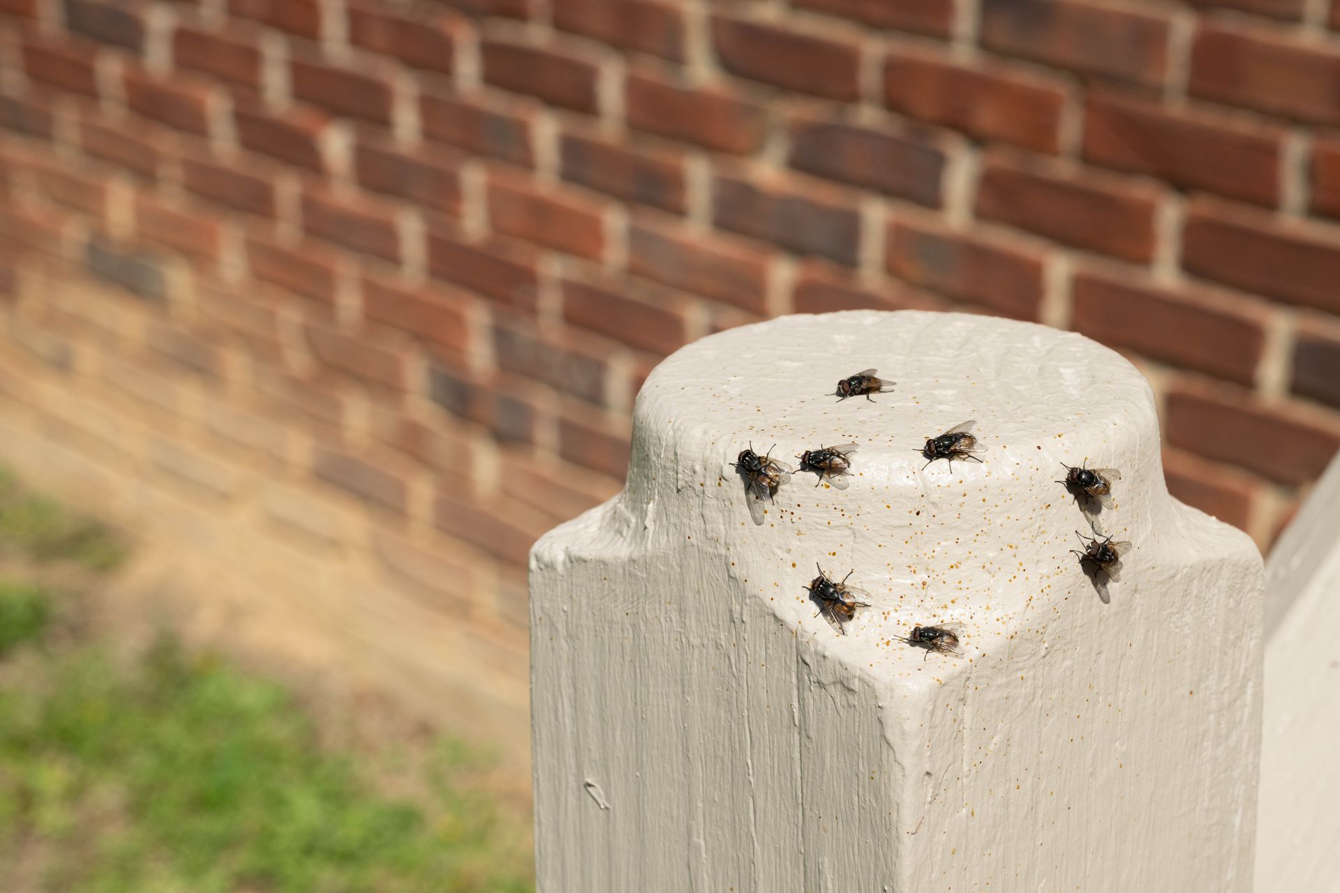 White wooden post topped with several dark ants, with a brick wall in the background