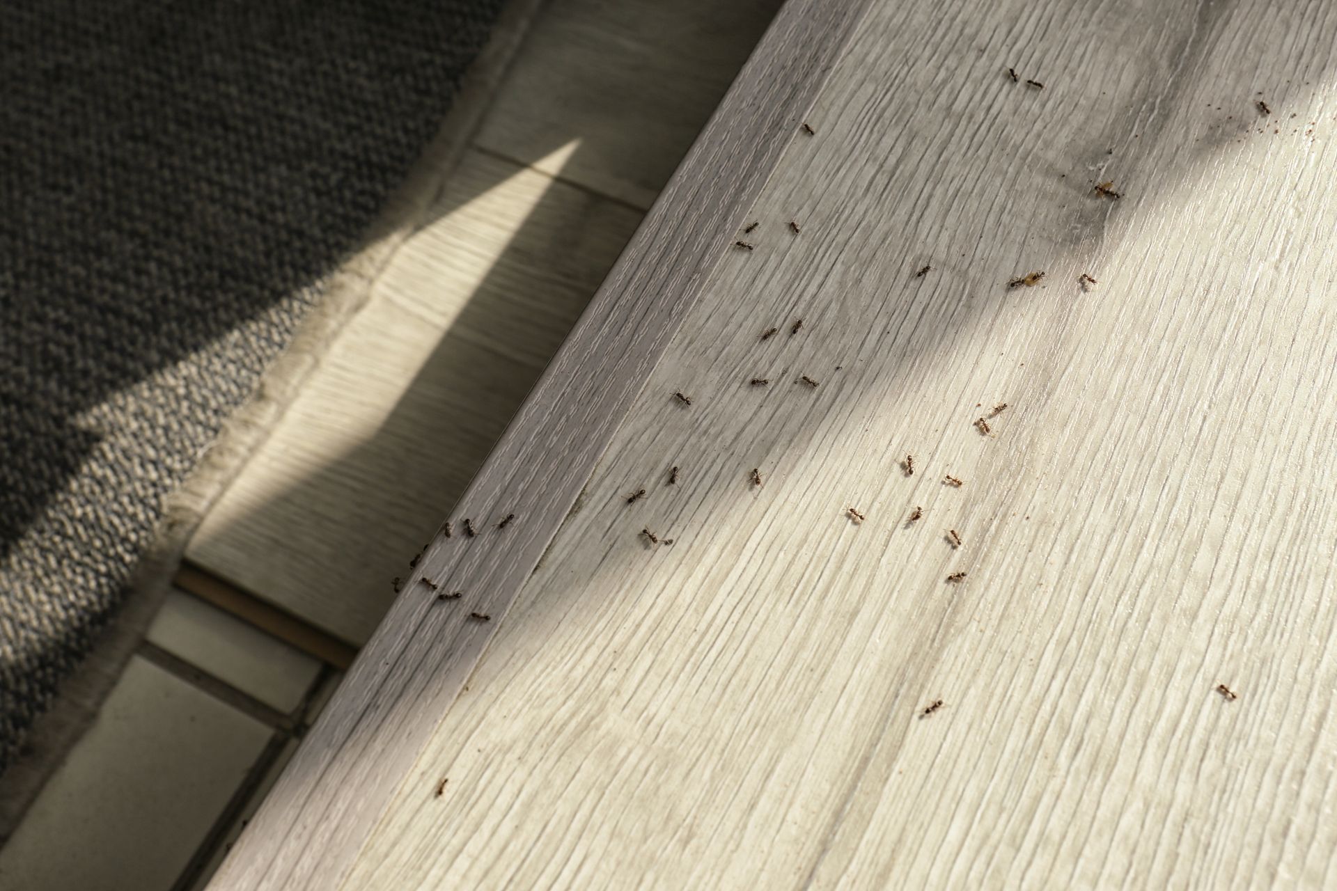 Sunlit beige couch cushion with scattered small dark specks and a shadowed fabric edge