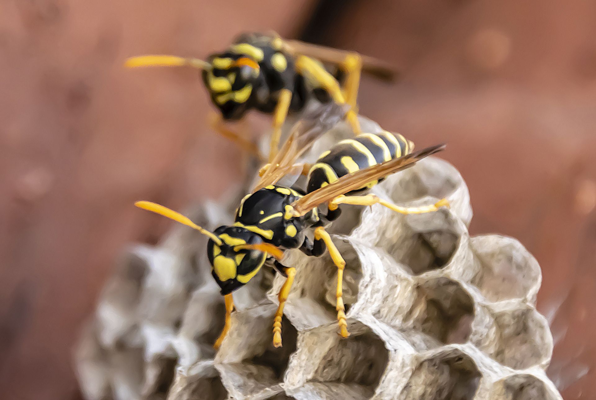 Cedar Pest Control