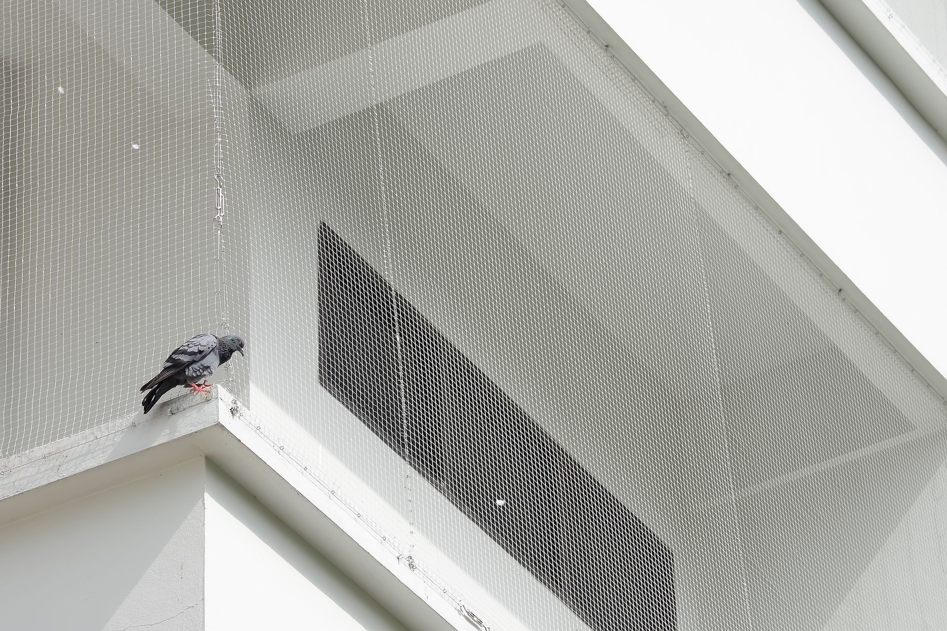 Bird perched on a white building ledge beside a patterned mesh screen.