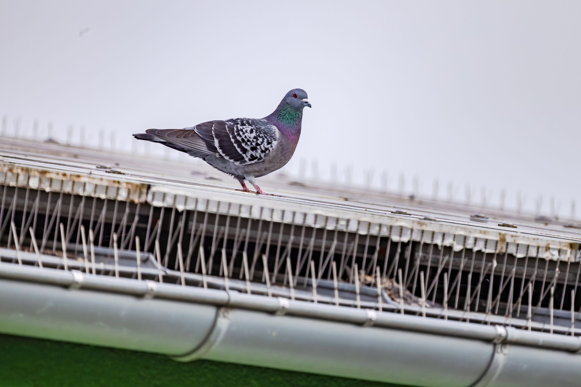 Pigeon perched on a rooftop gutter against a pale sky