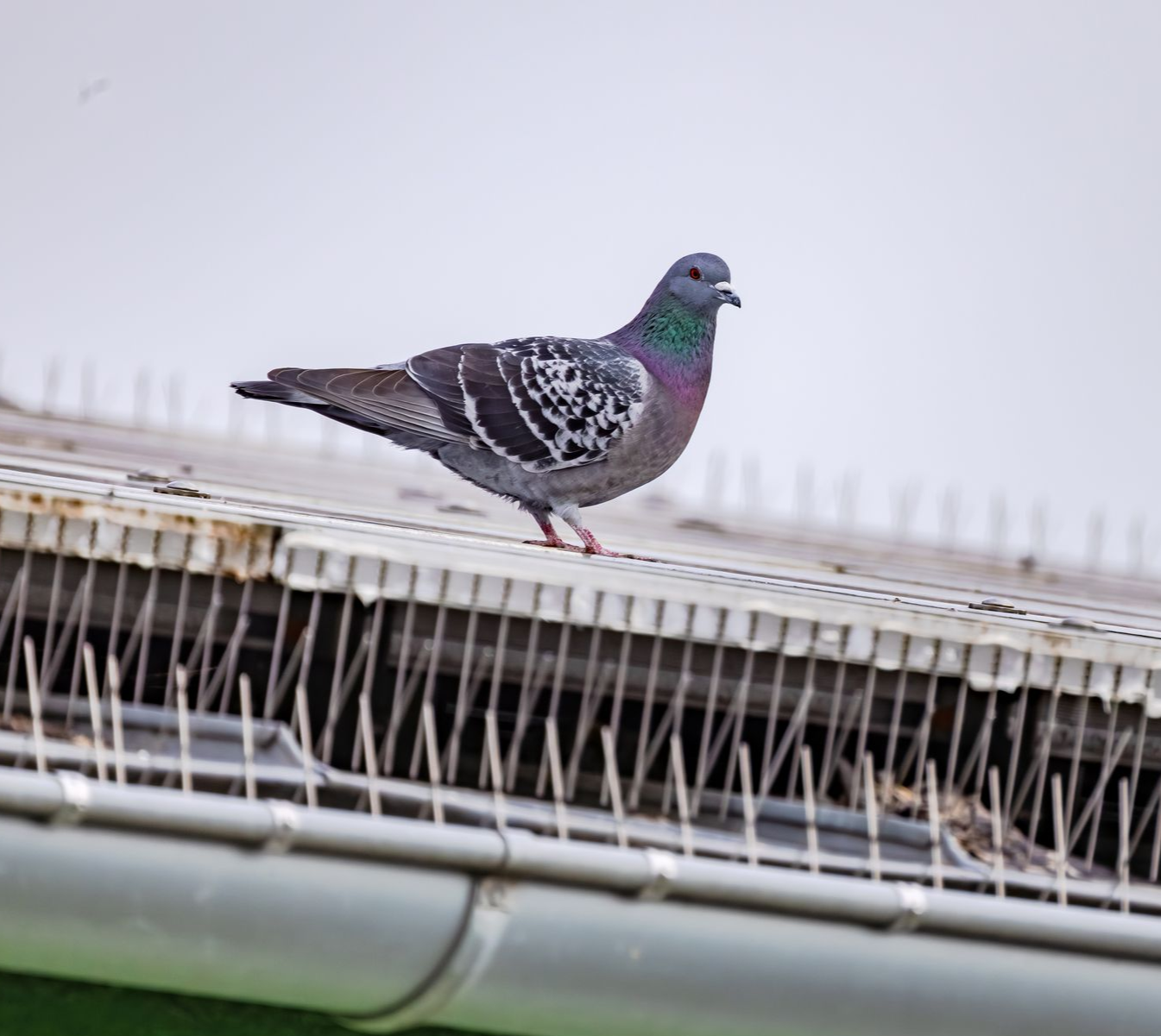 Pigeon perched on a rooftop gutter, showing iridescent green neck feathers and speckled wings.