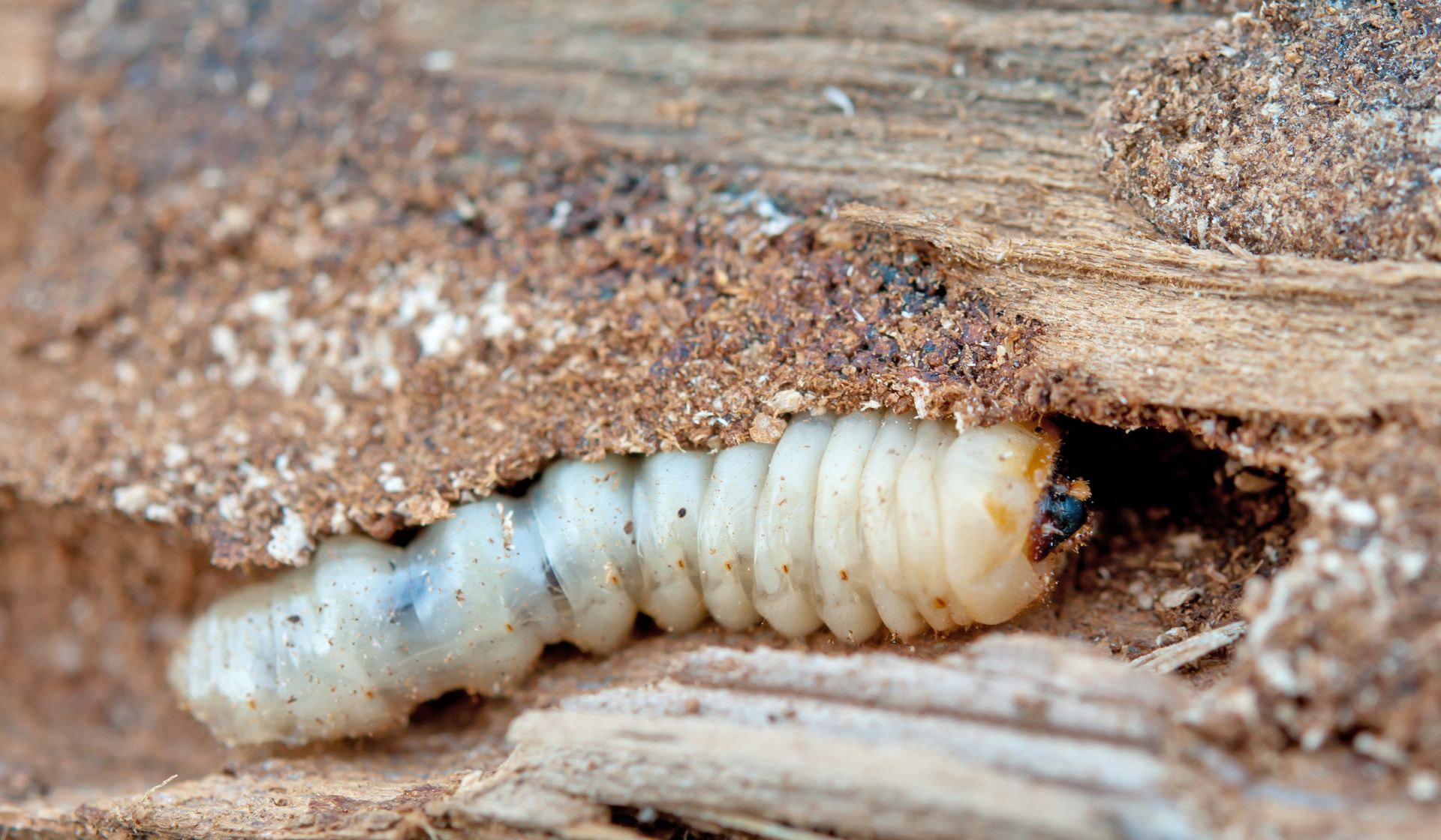 White grub larva in a rotting wood tunnel, close-up