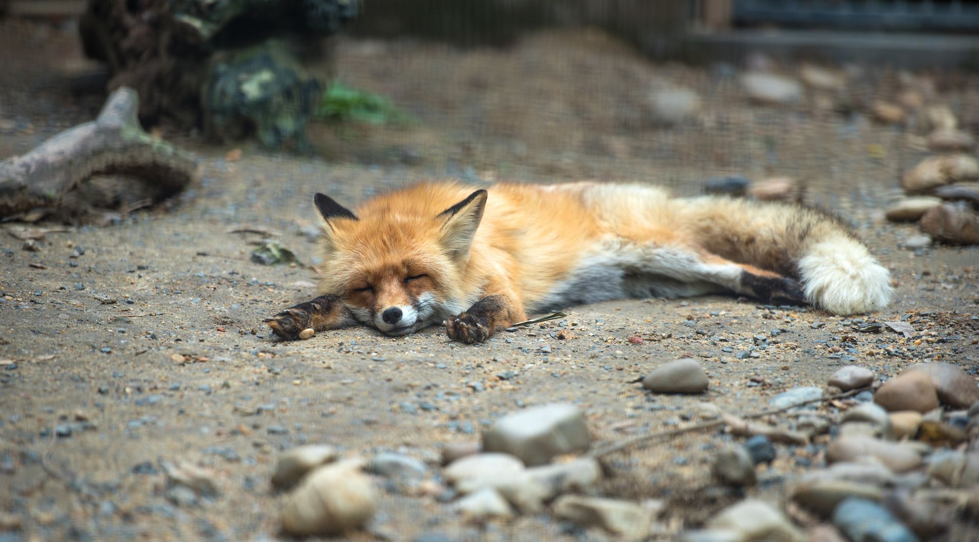 Red fox lying on rocky ground, resting with eyes closed.