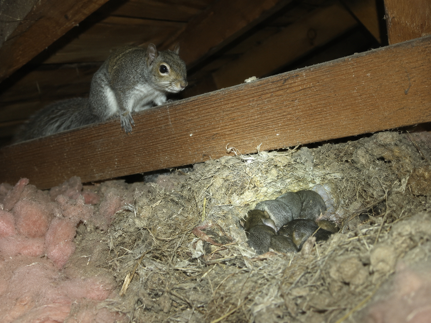 Two gray squirrels in an attic, one perched on a beam and one curled in insulation below