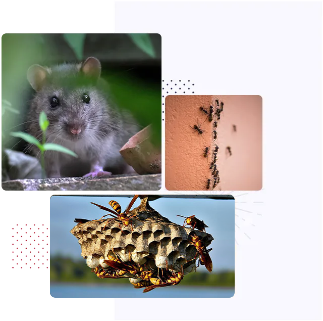 Cedar Pest Control