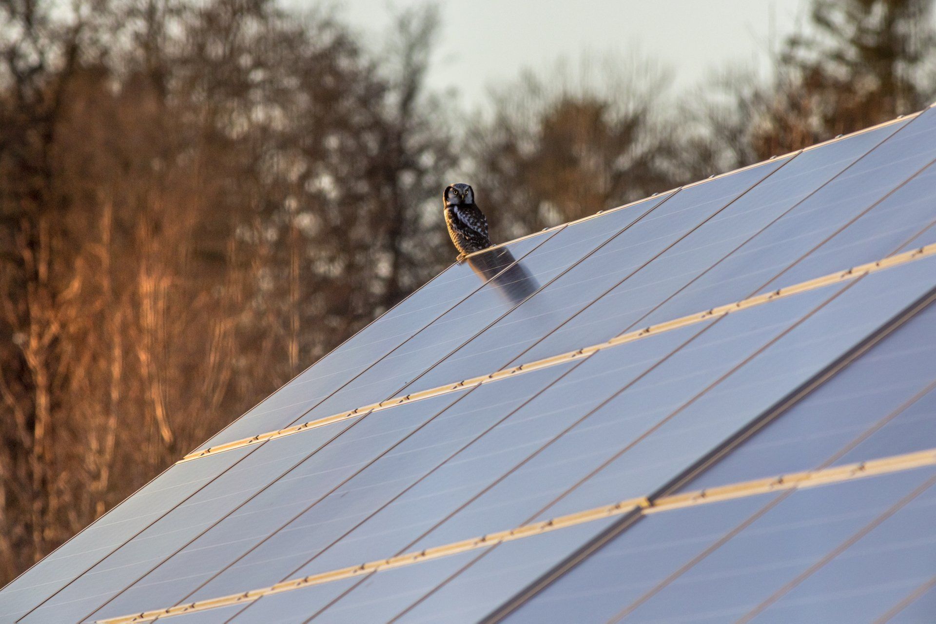 Bird perched on a solar panel roof at sunset