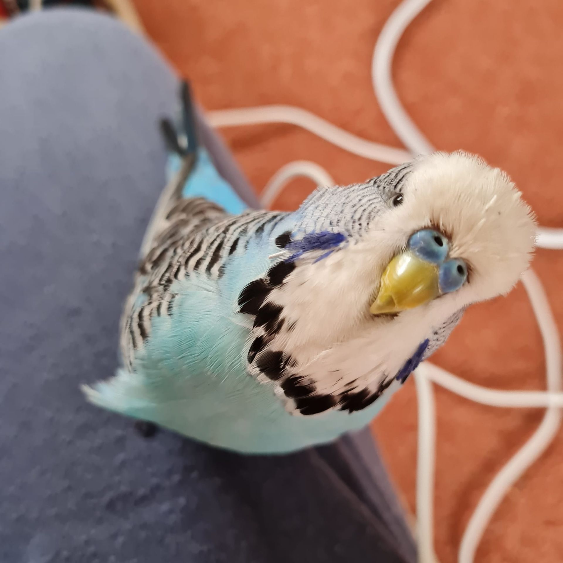 Bob the Budgie Bob the Budgie