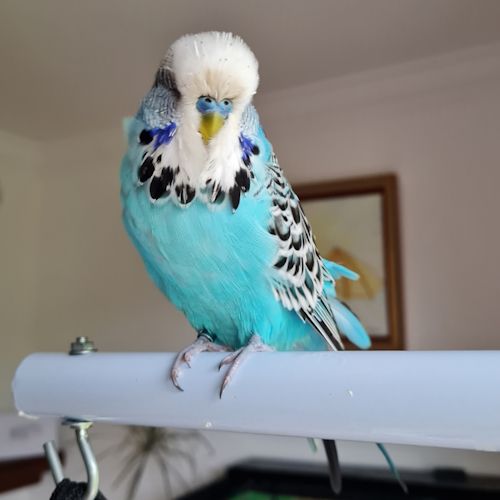 Bob, the Elementals Beings family budgie Bob, the Elementals Beings family budgie