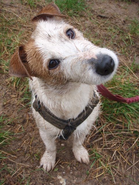 Daisy the Jack Russell