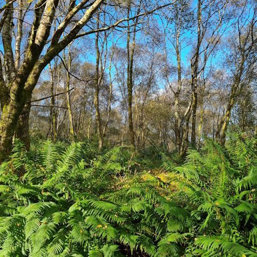 Dalriada Forest