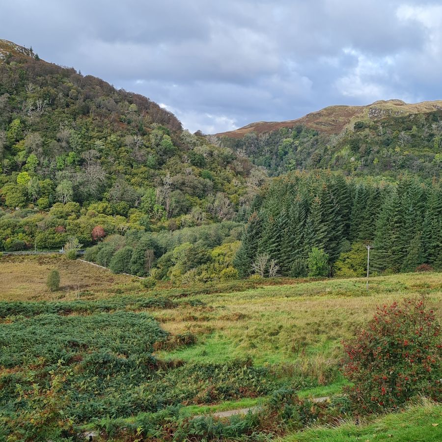 Dalriada Woods Dalriada Woods