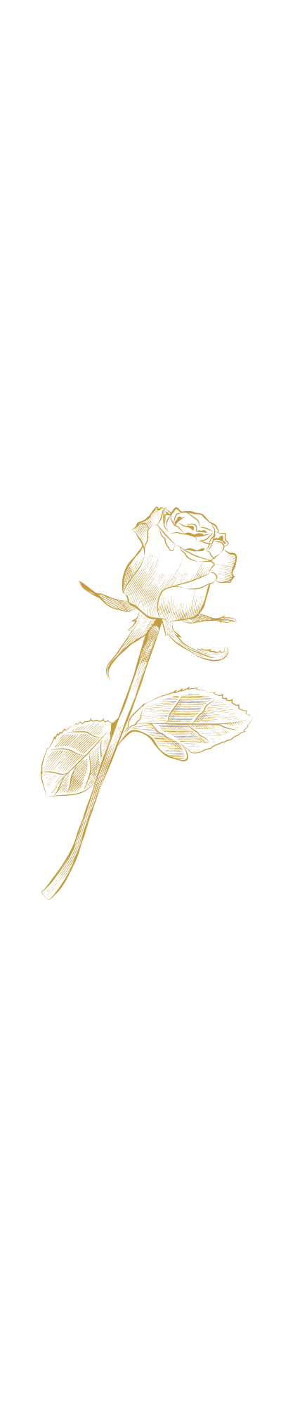 Gold Rose