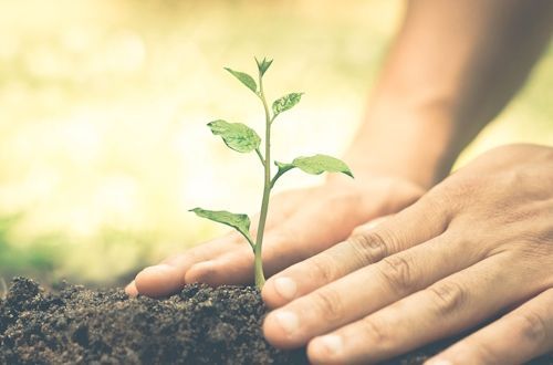 Planting in the Earth Planting in the Earth