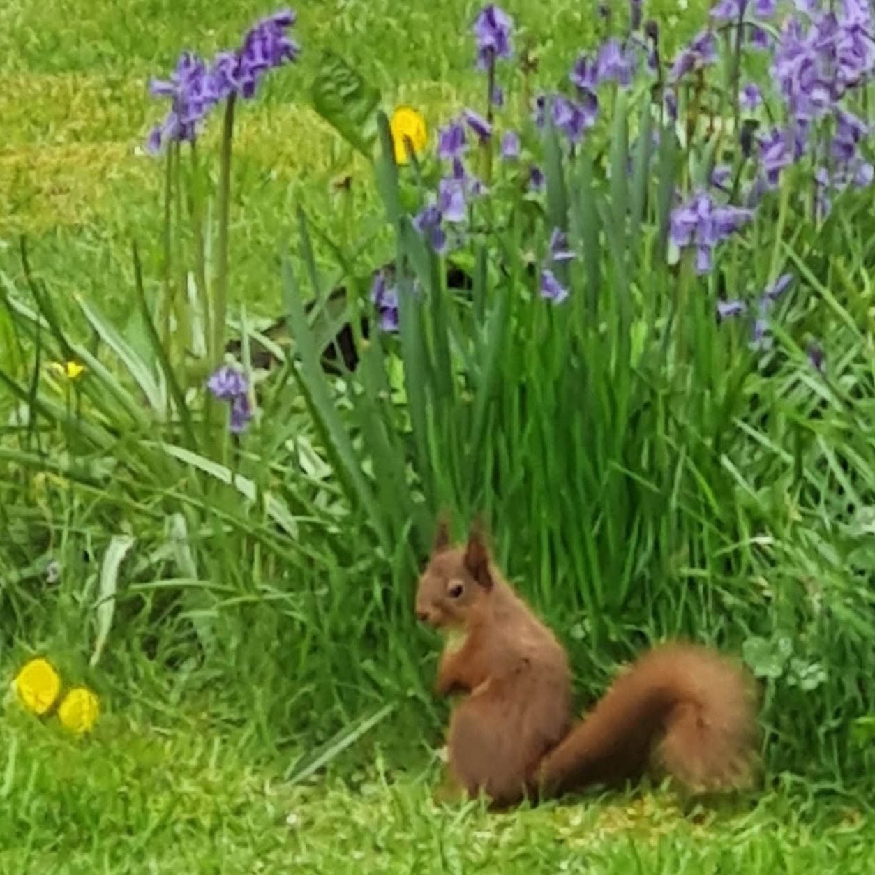 Red Squirrel in Bluebells