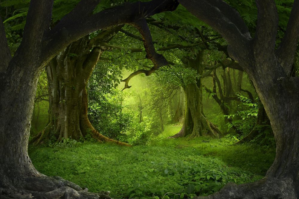 Tree Portal Tree Portal