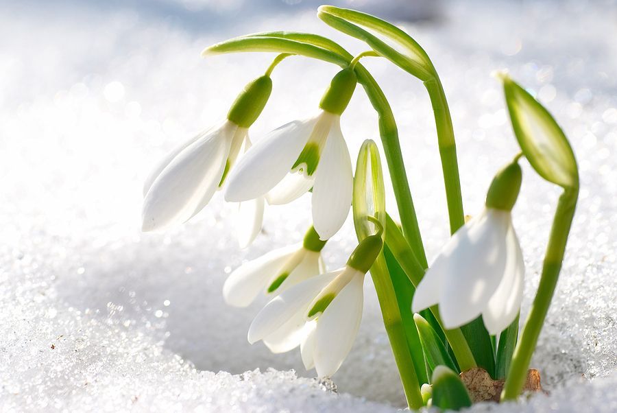 Imbolc Snowdrops Imbolc Snowdrops
