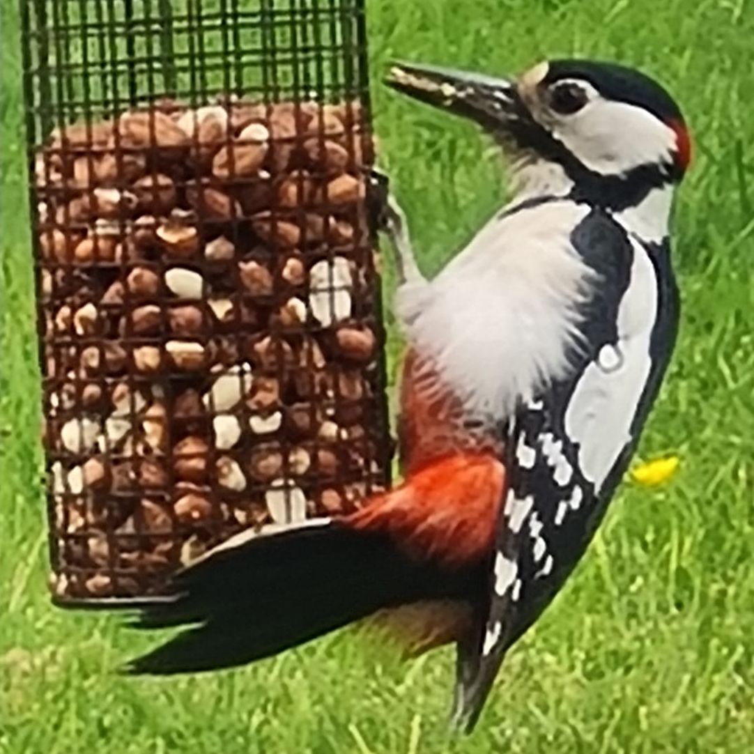 Male Great Spotted Woodpecker