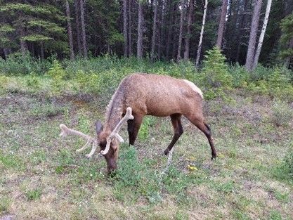 Elk