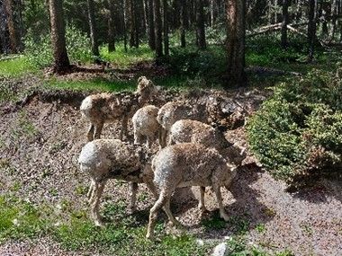 Mountain sheep