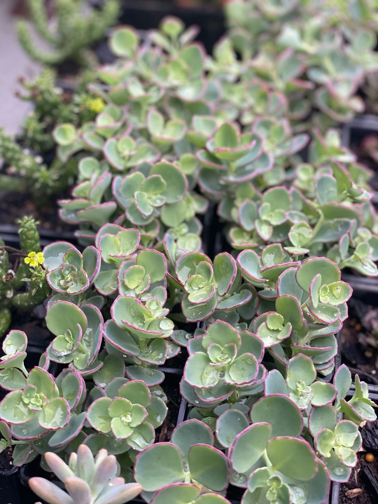 Succulents -Landscaping Supplies in Myocum, NSW