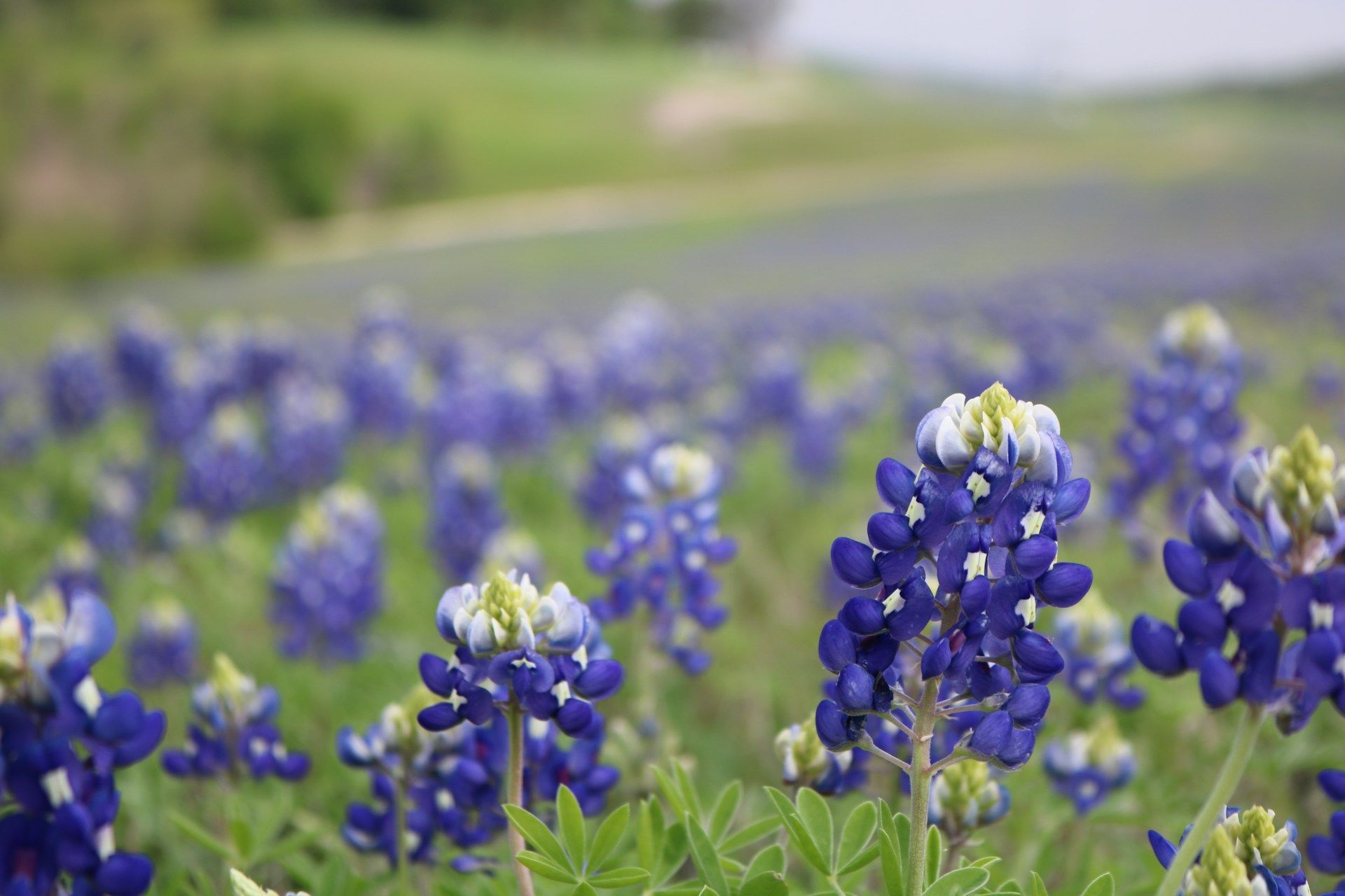 Lupin's in Dallas, Texas