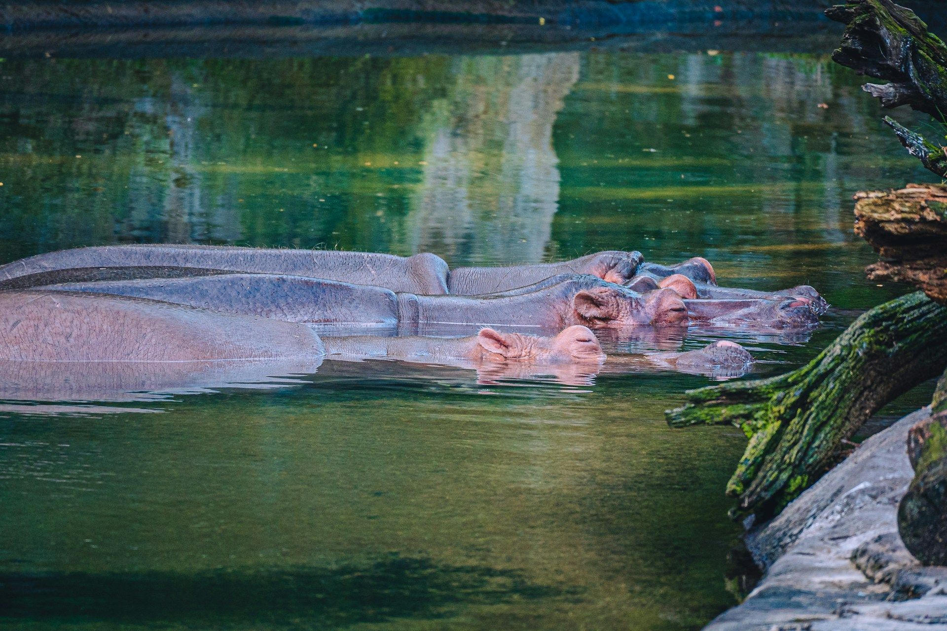 Disney Animal Kingdom, Lake Buena Vista