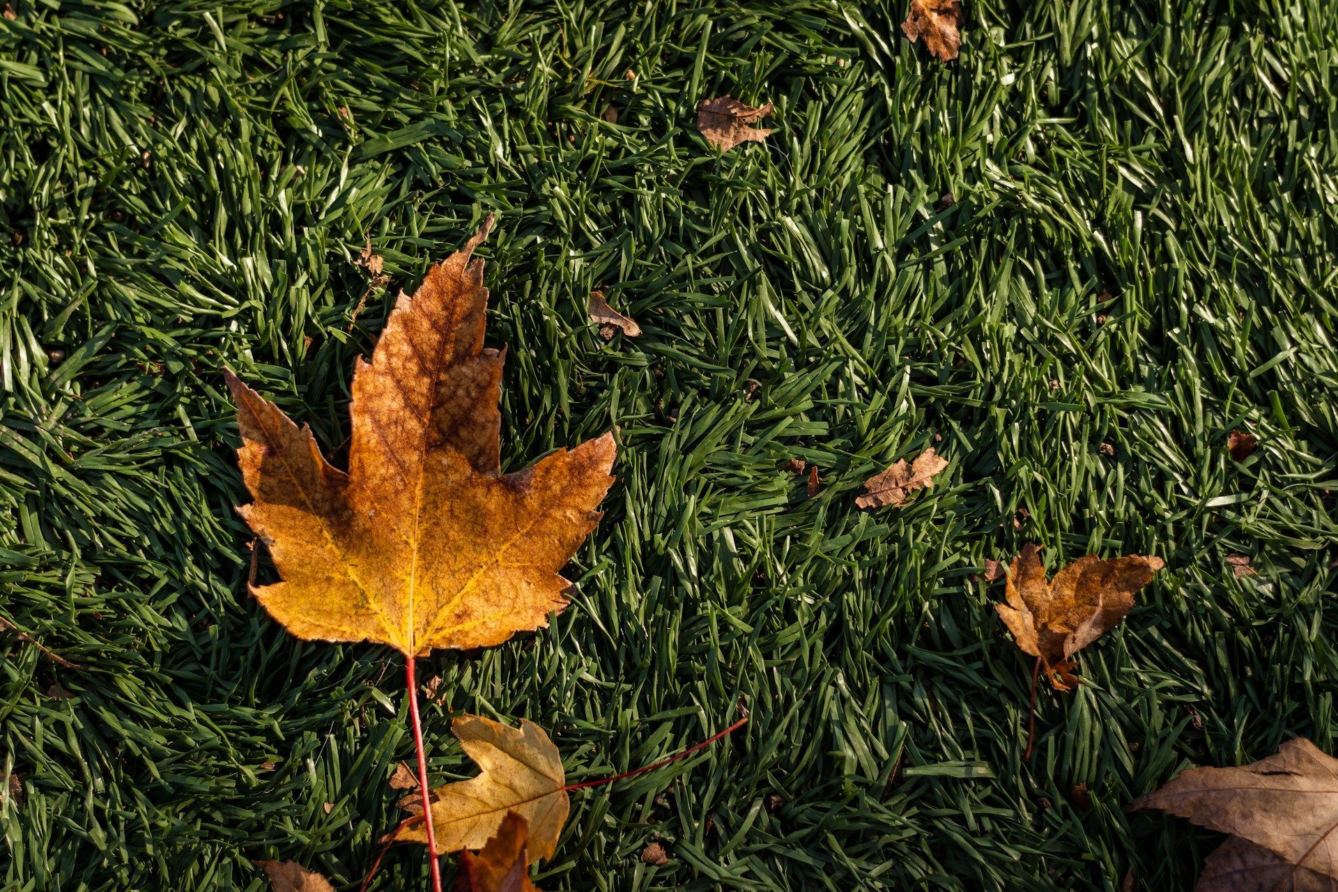 Cal Anderson Park, Seattle