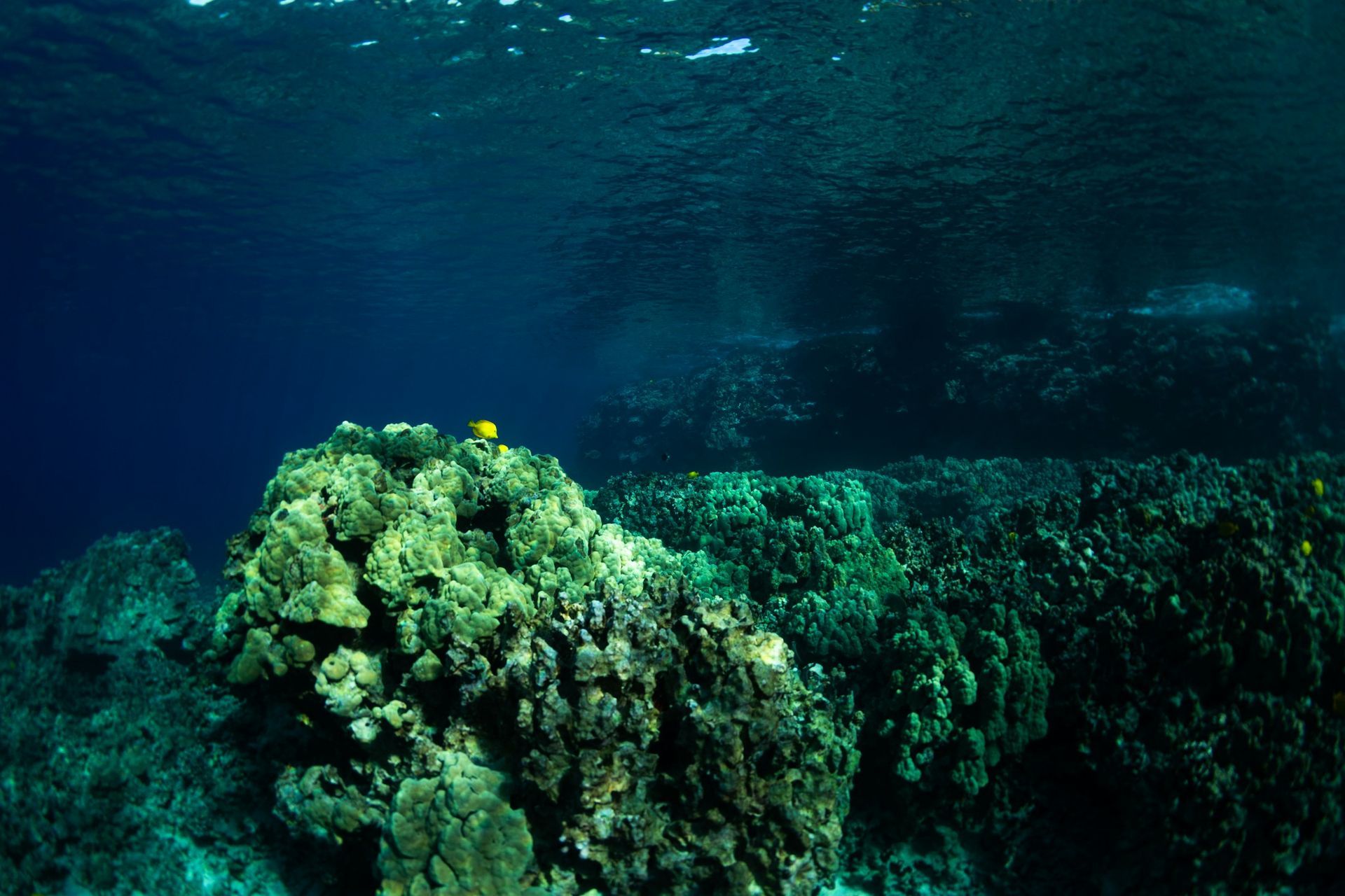 Kealakekua Bay Coral Reef, Hawaii