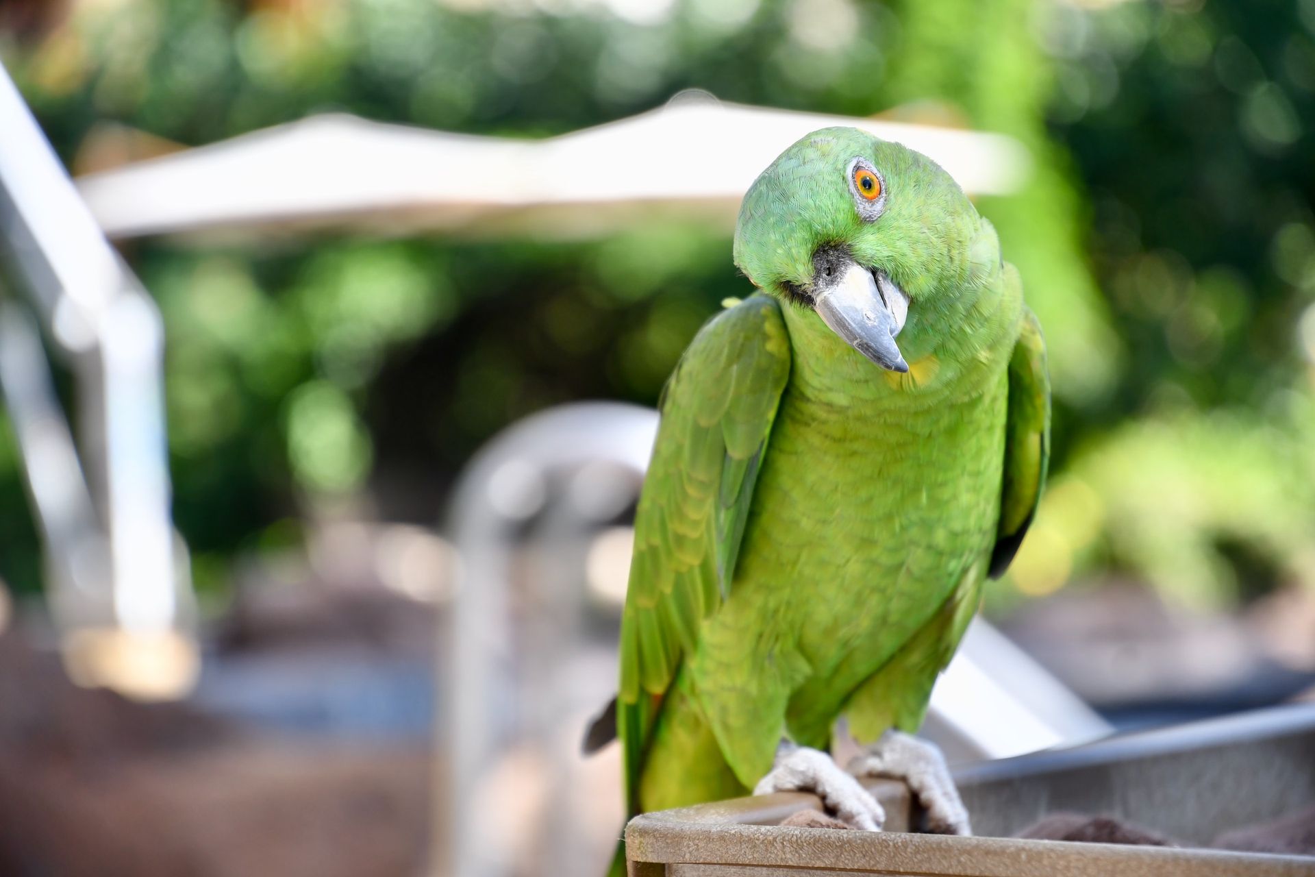 Lanai Parrot, Hawaii
