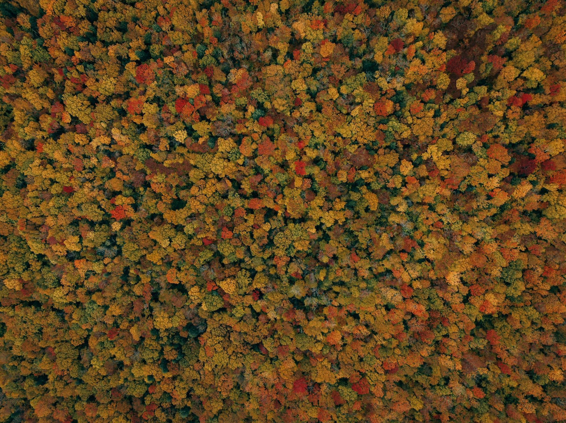 New Hampshire, Maple Leaves