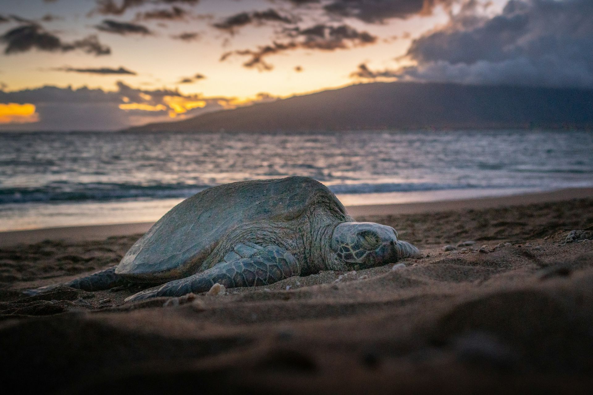 Kihei Turtle, Maui, Hawaii