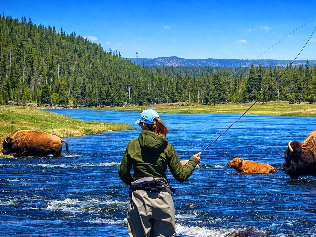 Person fishing in a blue river with bears on the banks, forested mountains in the background.