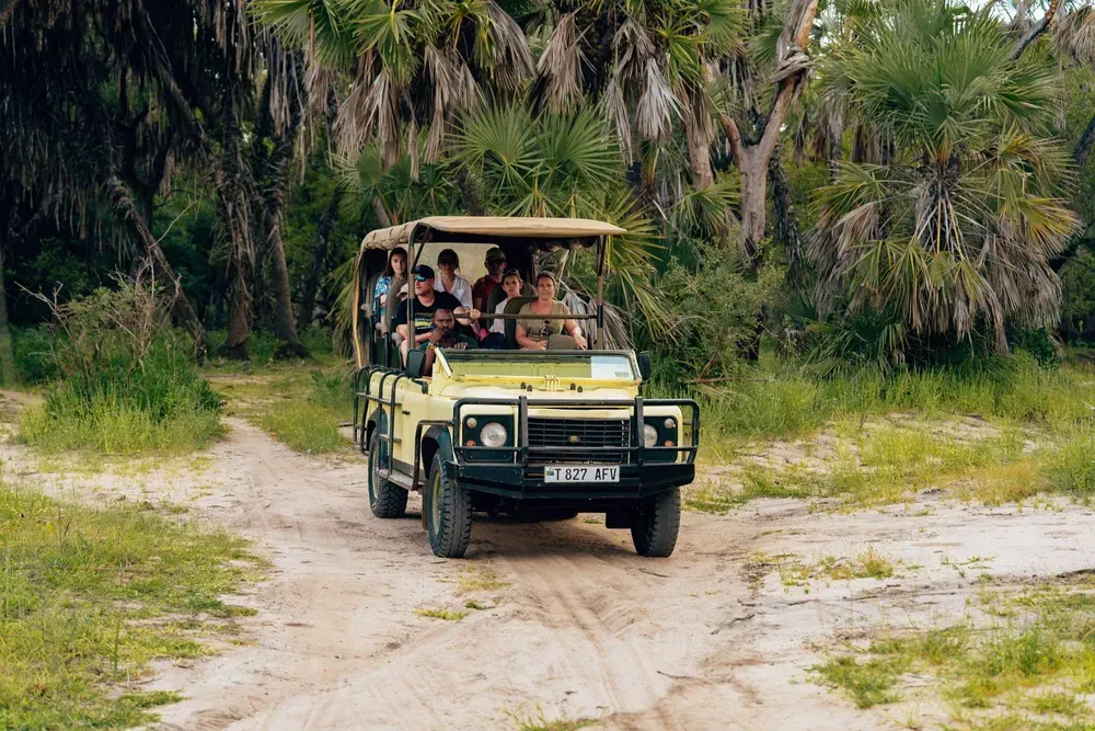 Safari jeep driving on a sandy trail through dense tropical greenery