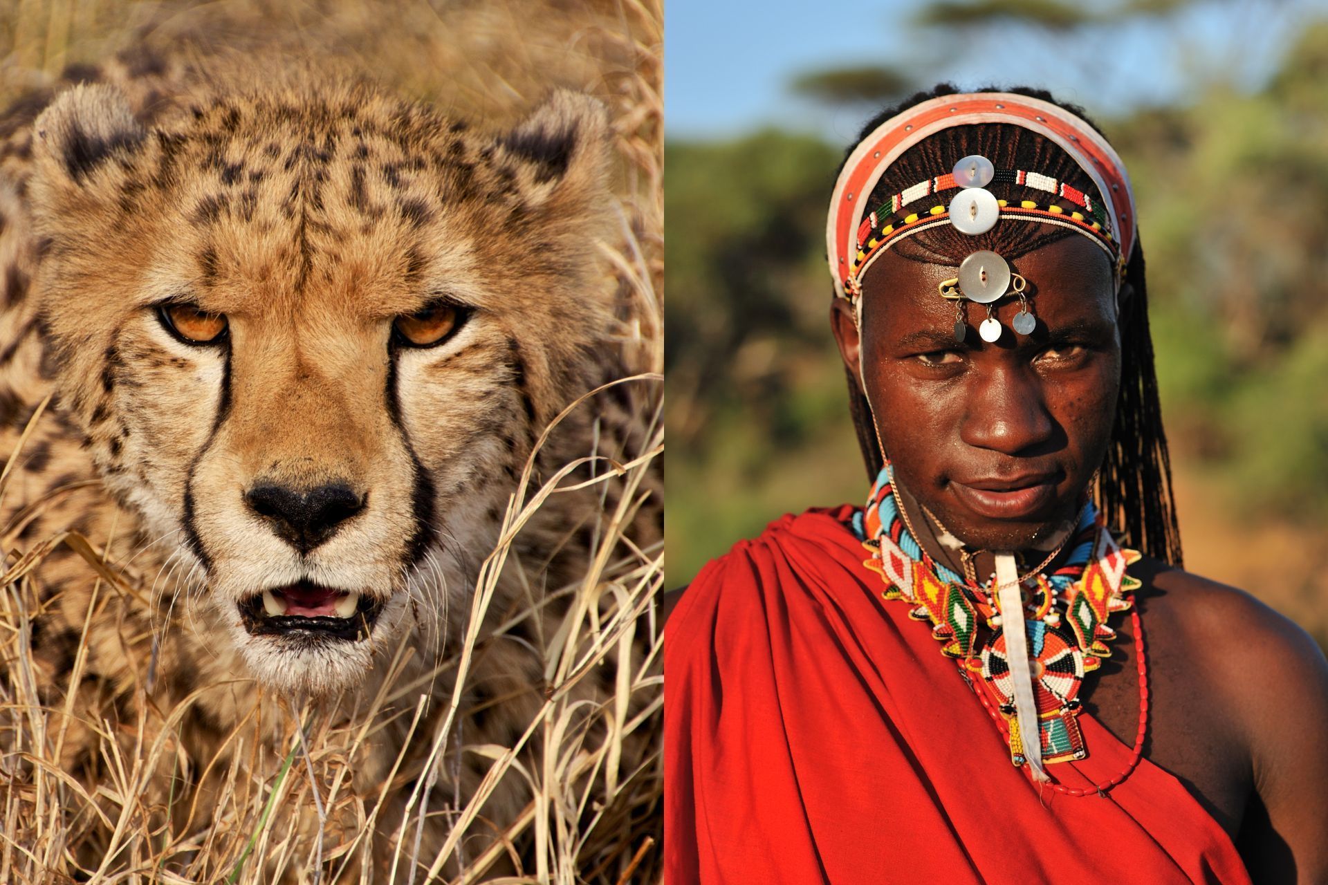 Lion cub in dry grass beside a Maasai person in red clothing and beaded headwear.