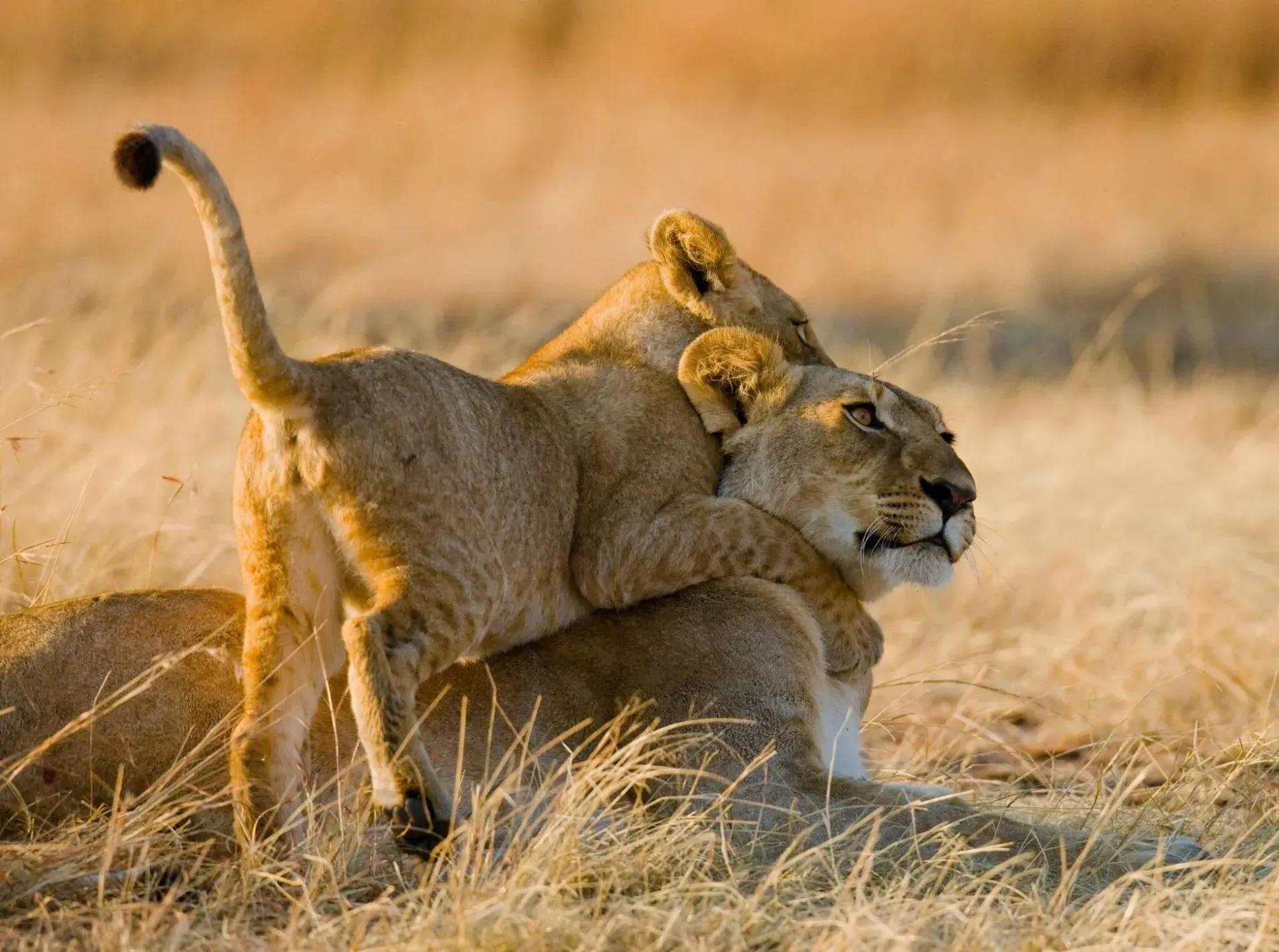 Two lions nuzzling in dry grass at sunset