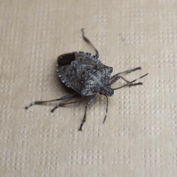 a close up of a bug on a white surface .